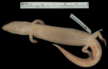 Media type: image;   Herpetology R-100548